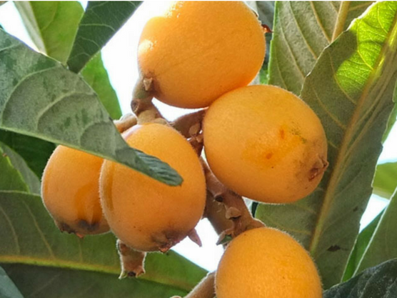 gastronomy of the costa blanca fruits