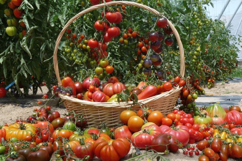 gastronomy of the costa blanca tomatoes