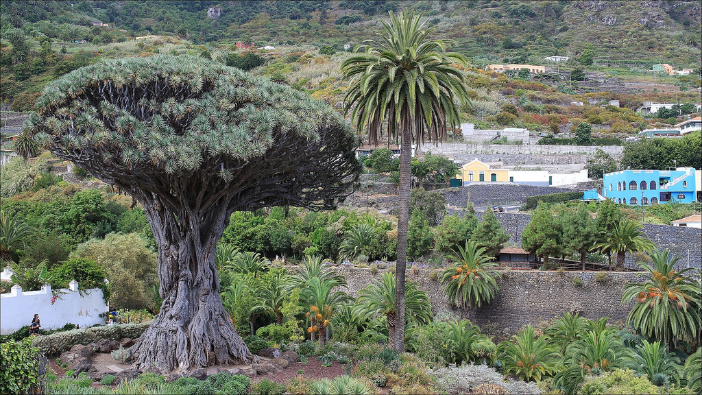 things to do on tenerife the drago tree