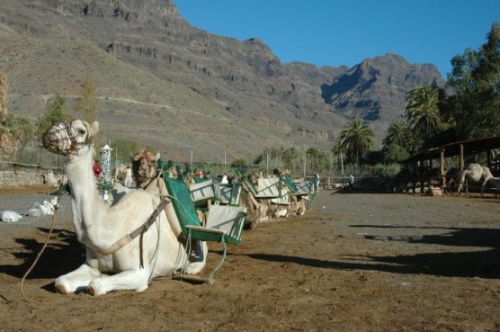 gran canaria with kids camel ride