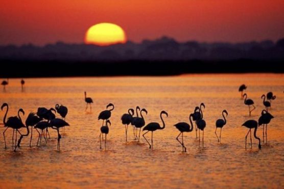 the best sunset in spain doñana national park