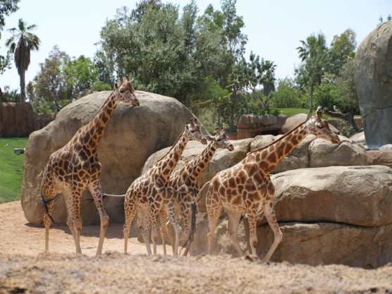 bioparc zoo valencia with kids