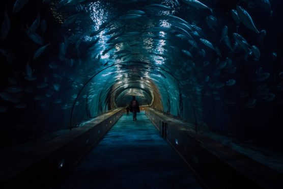 valencia with kids oceanografico