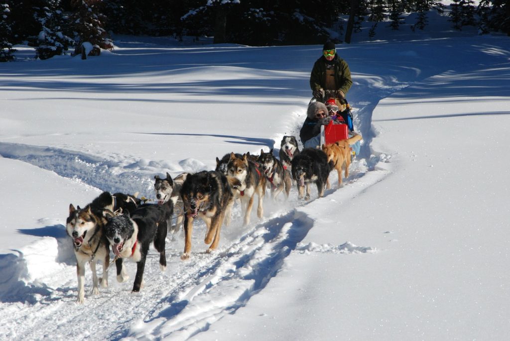 travel bucket list dog