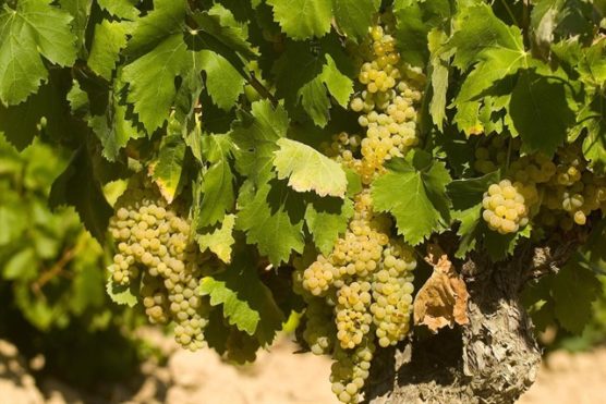 wine-routes-and-wine-tours-Valencian-community-grapes-muchosol-e1538581748997