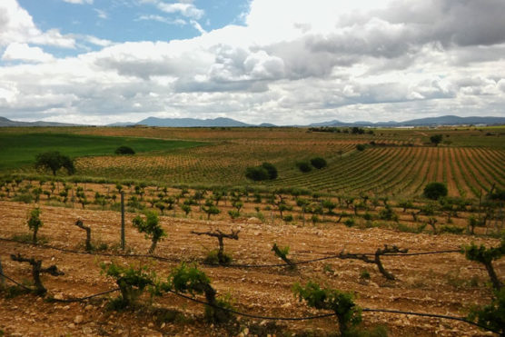 wine-routes-and-wine-tours-Valencian-community-wineyard-muchosol-e1538580855376