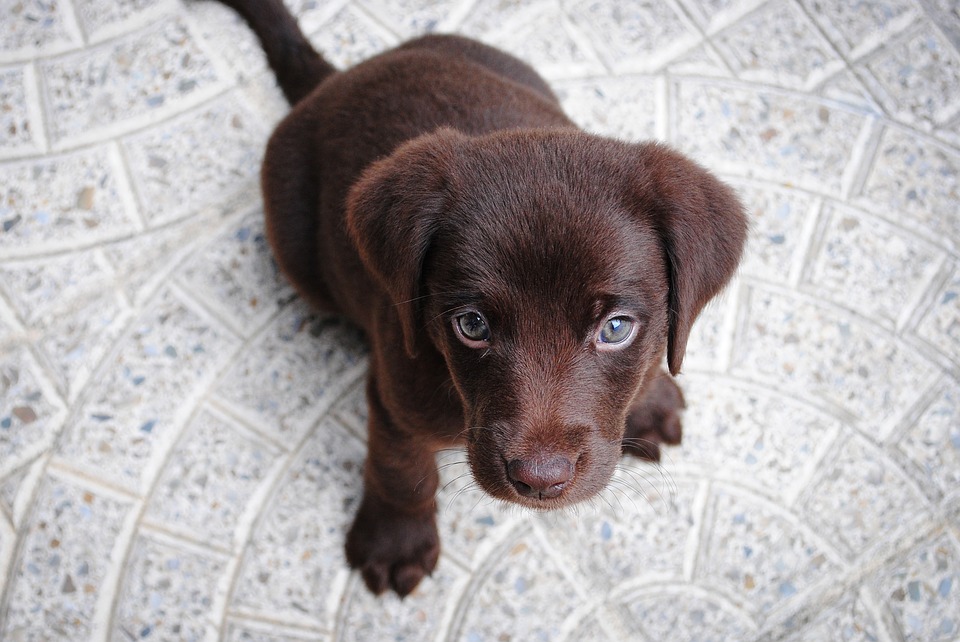 Restaurants-to-go-with-your-pet