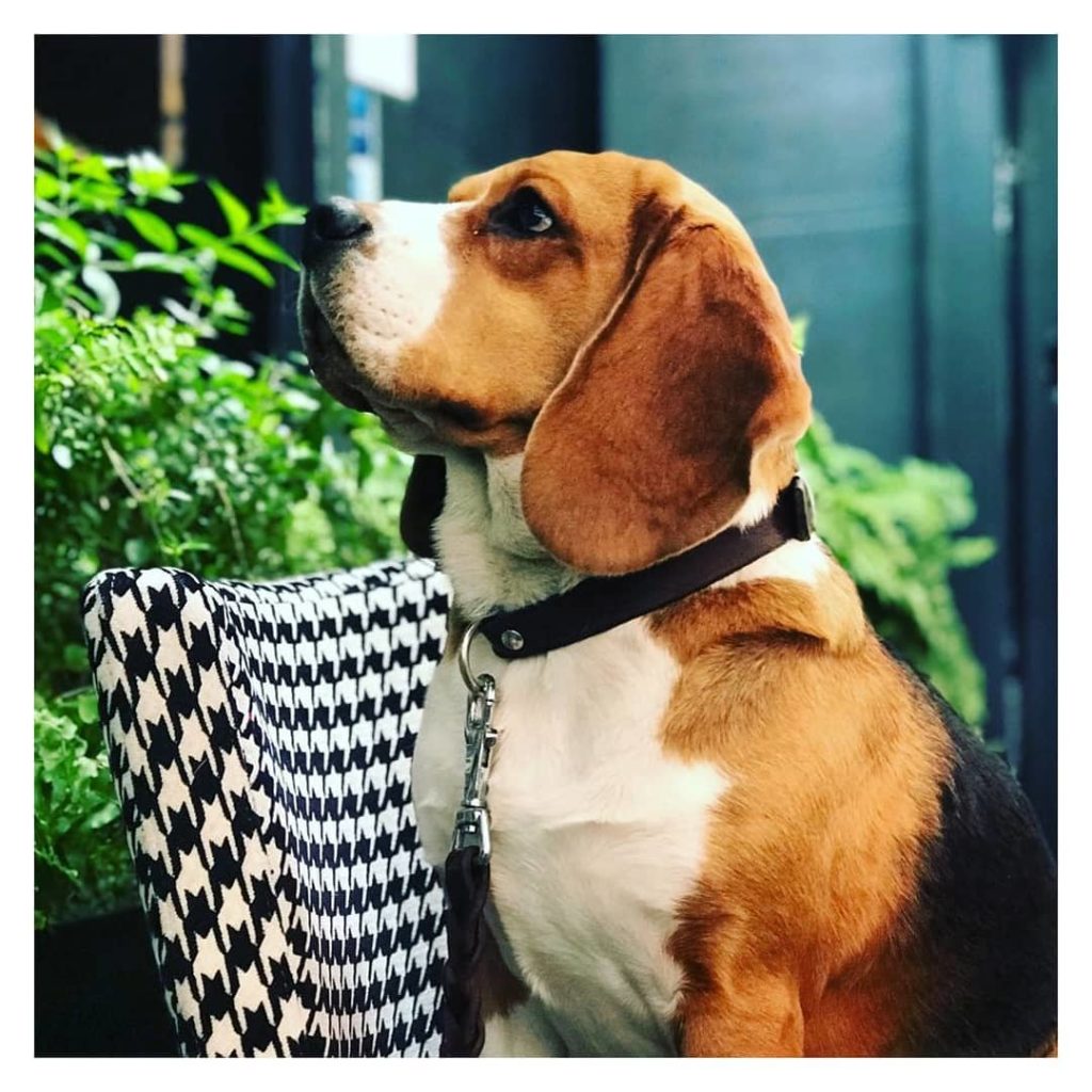 Restaurants-to-go-with-your-pet