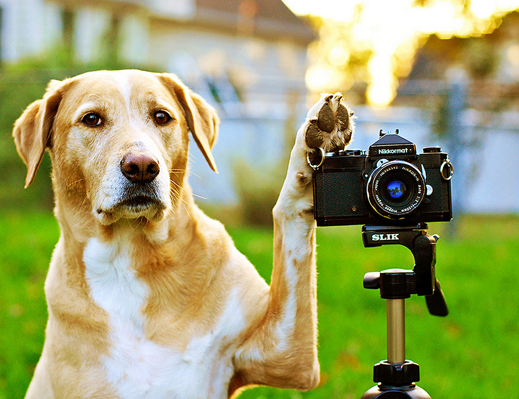 photograph pets