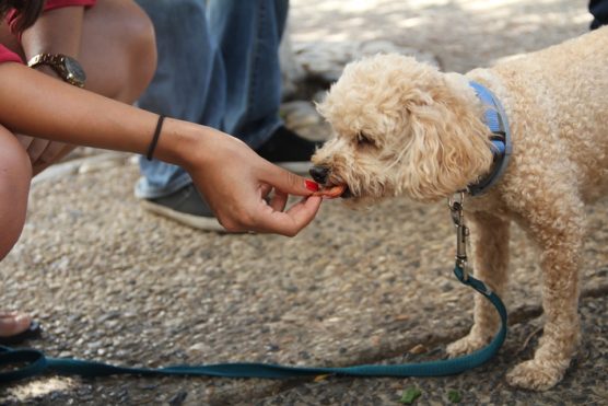 photograph pets