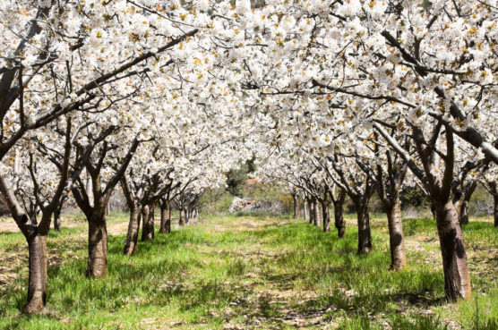 beautiful places with flowers